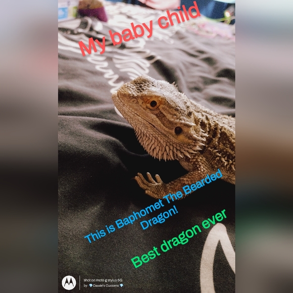 Baphomet the Bearded dragon - Picture 3 of 7